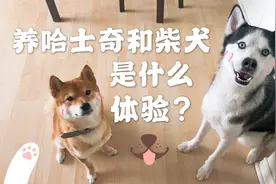 养哈士奇和柴犬是什么体验？朋友家的狗狗拥有特殊才艺，贼可爱