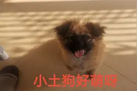 在外面捡的流浪狗太漂亮了，一家人喜欢的不得了，谁说土狗不好看