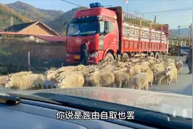 卿卿误我 我误卿卿视频封面