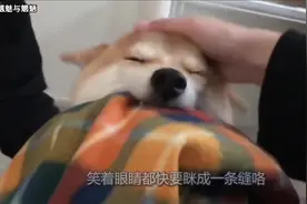 柴犬等到主人回家！赶紧叼起此物和主人分享，网友：太治愈！