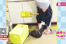 吃货喵星人为了口吃的，竟把主人裤子脱了！你真的不是故意的？视频封面