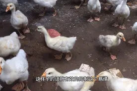 小鹅拉白痢脚软反复发作怎么办？坤哥教你一味猛药，保证药到病除视频封面