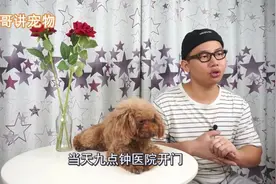 小七哥分享宠物知识，小泰迪绝育之后的恢复情况视频封面