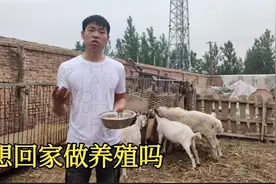 农村小伙家养了50只羊，每年利润3万左右，你想做养殖吗视频封面