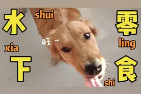 金毛挑战水下吃零食，竟然开通一样本领！最后金毛生气和主人大战