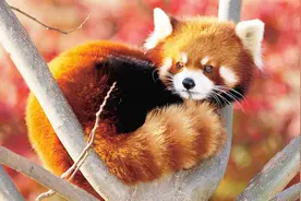 动物的舌头能干什么？长劲鹿可以挖鼻孔 小熊猫可就厉害了视频封面