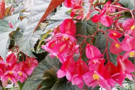 竹节海棠不开花和落花掉蕾的原因视频封面