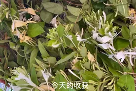 农村妈妈，摘三大框金银花，一蒸一晒，三步搞定放，泡茶真好喝视频封面