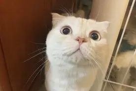 银渐层、金渐层见多了，稀有色乳渐层（凯米尔色）见过吗？视频封面