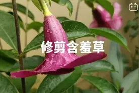 含羞草长这么大怎么办？剪！