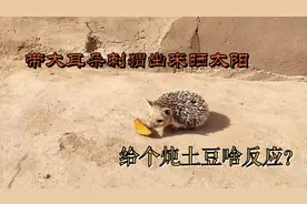 带大耳朵刺猬出来晒太阳，给牠炖土豆会感兴趣吗？