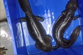 娃娃鱼营养功效视频封面