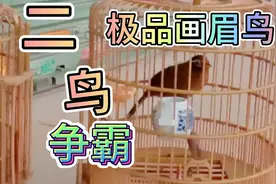 180克鸟王争霸赛，极品画眉鸟，精彩演绎！