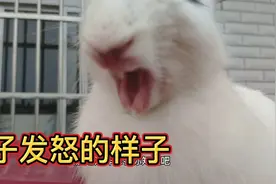 兔子被主人打了，不仅生气还急眼了视频封面