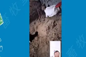 羊马上生产时，需注意哪些问题视频封面