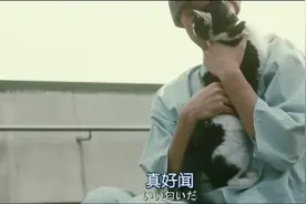 猫咪在医院看望主人，让主人闻个够，这种感情太感人了视频封面
