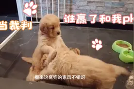出生37天的小金毛之“吃饱喝足过家家”🥰🥰视频封面