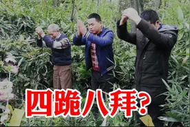 清明将至，实拍湖北农村扫墓，祭祖上坟作揖还有这个讲究？视频封面