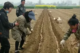 燕姐带大家看种山药的整个过程，为什么山药是横着进竖着出