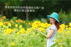 贾老师带你拍摄向日葵，拍摄向日葵的要点