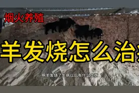 养殖技术，小哥分享养羊干货，羊发烧怎么治疗？简单实用！视频封面
