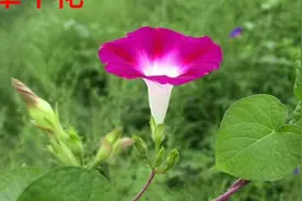 看图识中药，中药学之草部中药图片视频封面