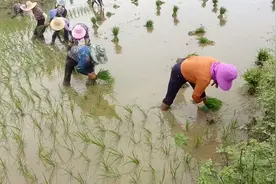 农忙开始了，看农村阿姨组团插秧，一小时插完1200平方，好样的！视频封面