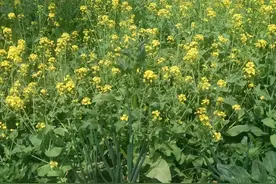 小学数学：简便计算(一)