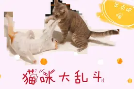 猫咪大乱斗 —— 这里有两只萌喵打架啦！#激萌奖金计划#