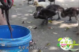 农村小伙每天抓烟头粗的蚯蚓喂鸡鸭，喂食场面可把我逗乐了！