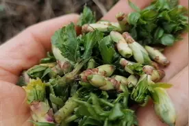 农村地根上有一种野菜，不管凉拌炒者吃，是非常鲜香，你们见过吗视频封面