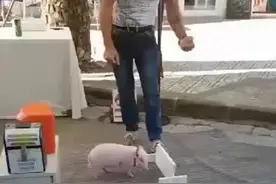 以后不要再说你比猪还笨