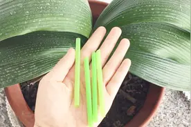 吸管插到花盆中，还有厉害用途，看完跟着学起来吧