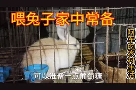家兔养殖家中要常备这几样，家兔吃了身体健康长的快，收藏下备用