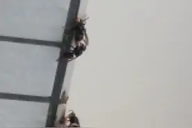 冒着蚂蜂被蜇的危险，全程记录下筑巢的全过程。视频封面