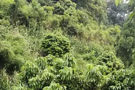 四川农村种了几百棵荔枝，没有一棵挂果，到底什么原因？视频封面