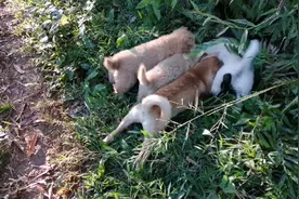 田园犬小狗为了吃奶穷追不舍，狗妈妈怒了也没办法，实在太难了