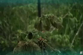 催眠轻音乐～风声雨声雷声水流声。