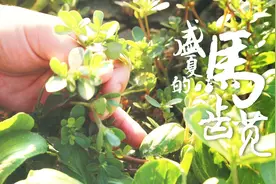 《盛夏的马齿苋》暑热难捱；野菜繁盛，而我们安于日常，用力生长视频封面