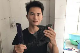 清道夫100种吃法，离绝种不远了，红烧清道夫，太好吃了