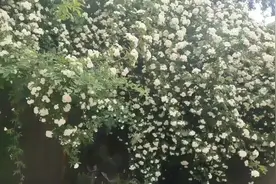 农村院子院外栽的这些花卉树木挺美，有利也有弊，花友们怎么看？视频封面