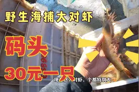 野生大对虾有那么贵吗？今天小哥带你们去码头看看到底多少钱视频封面