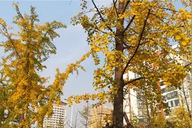 我的家乡平顶山，新城区的街景，很美的视频封面
