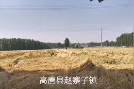 聊城某地，即将收割小麦。都趴地下了视频封面