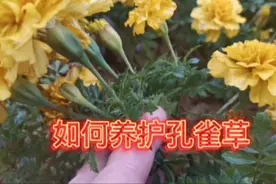 这样养护孔雀草能延长花期，花开爆盆视频封面