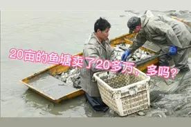 20亩的鱼塘卖了3万斤鱼，赚了130000左右，叔叔开心极了。视频封面
