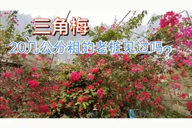 平时都是扦插小枝条，20多公分粗的三角梅见过吗？一起来见识一下视频封面