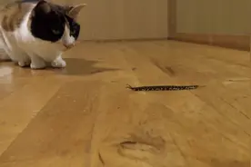 萌宠龙虎战：当猫咪遇见大蜈蚣会发生什么？？？