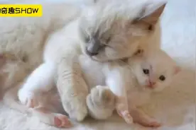猫妈妈和孩子们的温馨画面，太有爱了，看的心里暖暖的视频封面