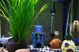 斑马狗头，国产斗鱼，迷你鹦鹉，我养的三剑客和睦相处快半年了